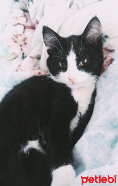 Tuxedo (Smokin) Kedi, Kedi  Dobby fotoğrafı
