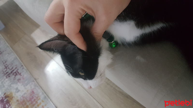 Tuxedo (Smokin) Kedi, Kedi  Dobby fotoğrafı