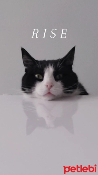 Tuxedo (Smokin) Kedi, Kedi  Dobby fotoğrafı