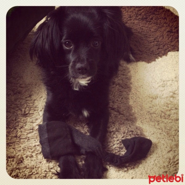 Sokö (Sokak Köpeği), Köpek  Kızım fotoğrafı