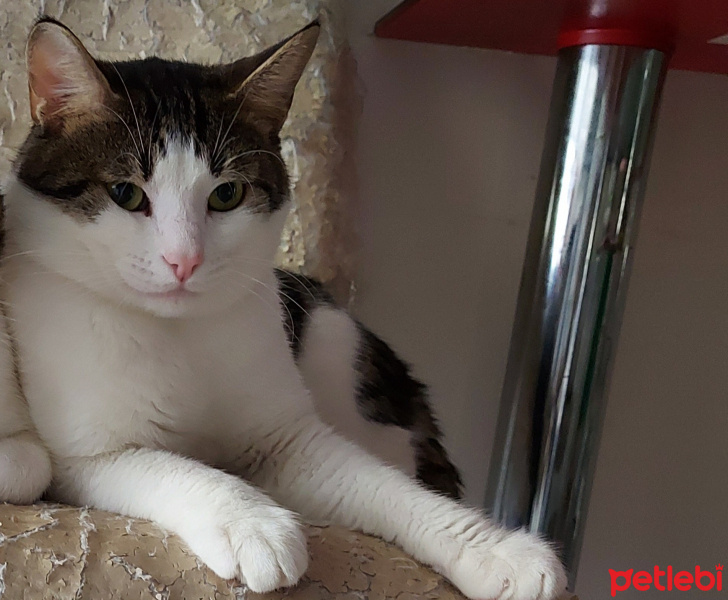 Tekir Kedi, Kedi  Çiko fotoğrafı