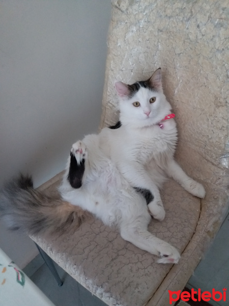 Tekir Kedi, Kedi  Paşa fotoğrafı