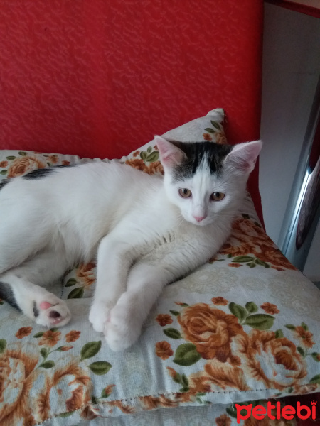 Tekir Kedi, Kedi  Yumuş fotoğrafı