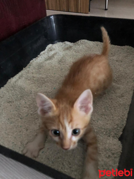 Tekir Kedi, Kedi  isimsiz fotoğrafı