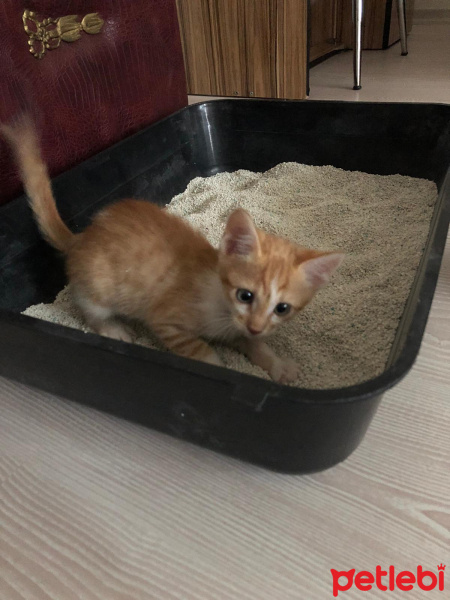 Tekir Kedi, Kedi  isimsiz fotoğrafı