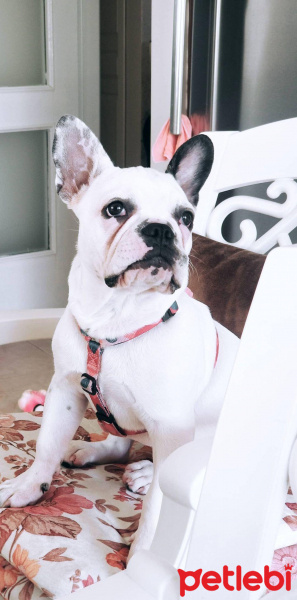 Fransız Bulldog, Köpek  Hera fotoğrafı