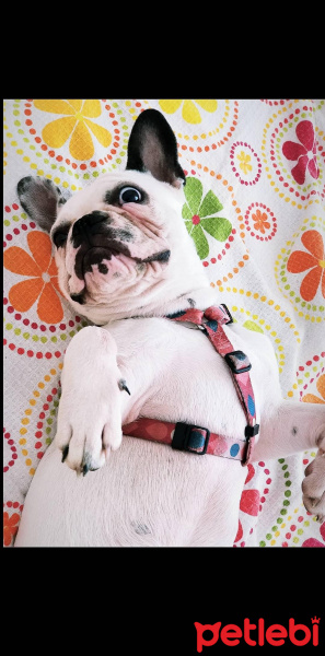 Fransız Bulldog, Köpek  Hera fotoğrafı