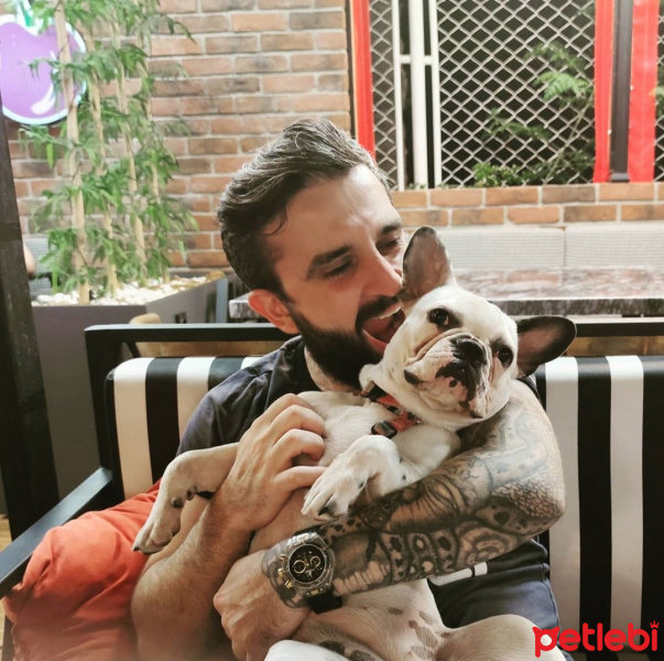 Fransız Bulldog, Köpek  Hera fotoğrafı