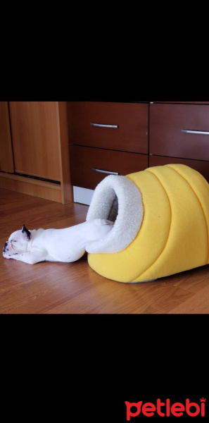 Fransız Bulldog, Köpek  Hera fotoğrafı