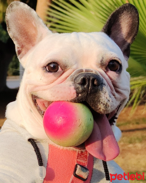 Fransız Bulldog, Köpek  Hera fotoğrafı