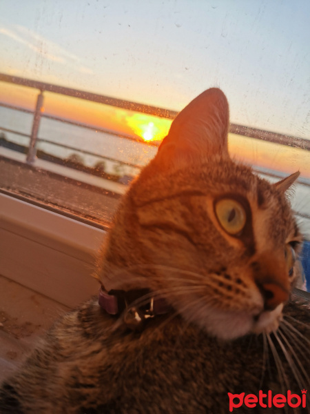 Tekir Kedi, Kedi  Cıcım fotoğrafı