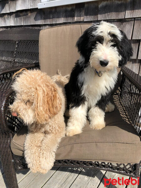 Lhasa Apso, Köpek  Mina fotoğrafı