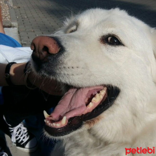 Golden Retriever, Köpek  Boris fotoğrafı