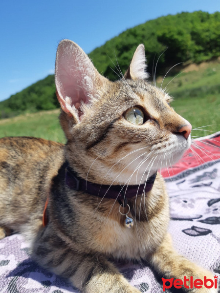 Tekir Kedi, Kedi  Kedisu fotoğrafı