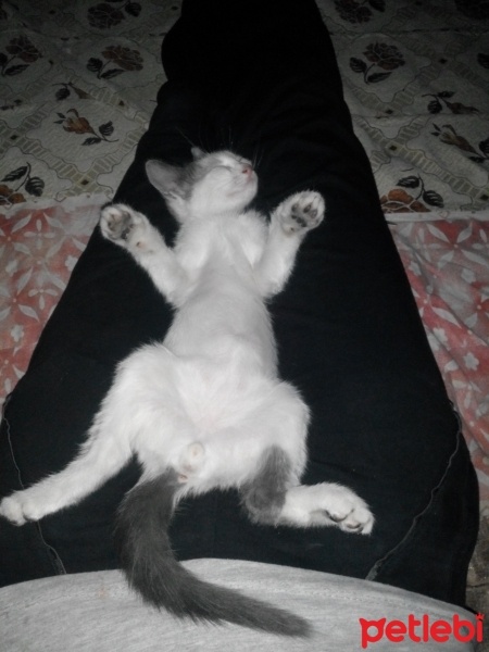 Australian Mist, Kedi  Kreş fotoğrafı