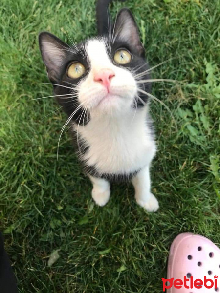 Tekir Kedi, Kedi  Papyon fotoğrafı