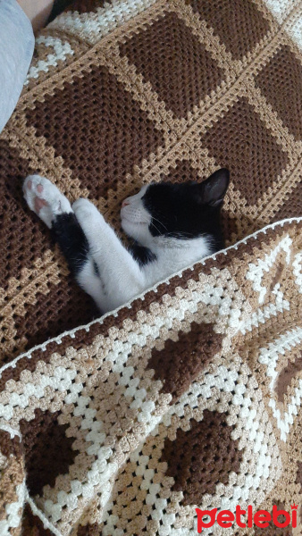 Tekir Kedi, Kedi  Papyon fotoğrafı