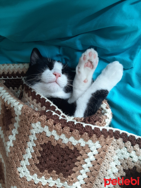 Tekir Kedi, Kedi  Papyon fotoğrafı