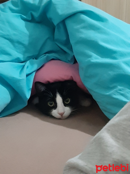 Tekir Kedi, Kedi  Papyon fotoğrafı