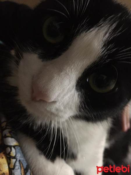 Tekir Kedi, Kedi  Papyon fotoğrafı