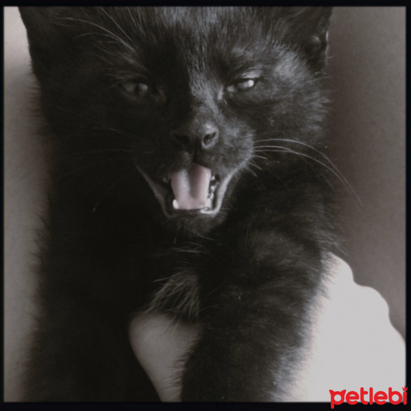 Bombay, Kedi  Odin fotoğrafı