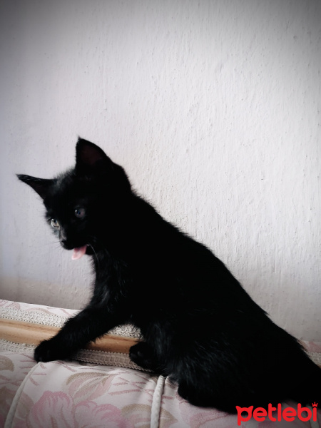 Bombay, Kedi  Odin fotoğrafı