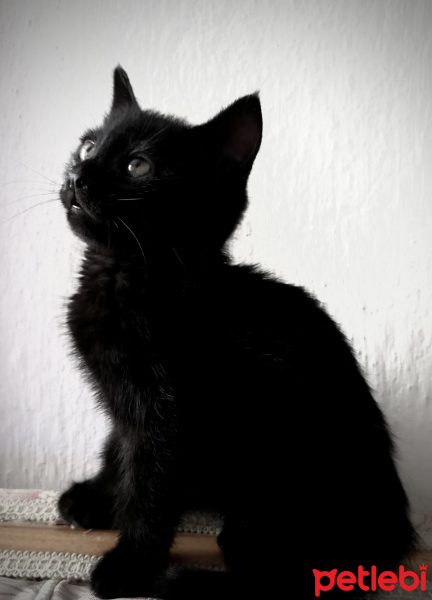 Bombay, Kedi  Odin fotoğrafı