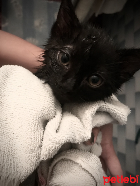 Bombay, Kedi  Odin fotoğrafı