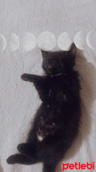 Bombay, Kedi  Odin fotoğrafı