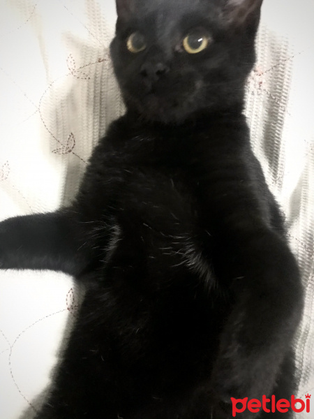 Bombay, Kedi  Odin fotoğrafı