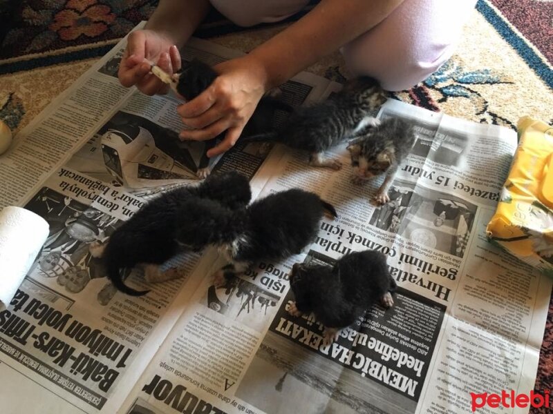 Brazilian Shorthair, Kedi  Çarlinin Melekleri fotoğrafı