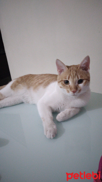 Sarman, Kedi  Leo fotoğrafı