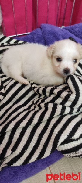 Maltese, Köpek  Puffy fotoğrafı