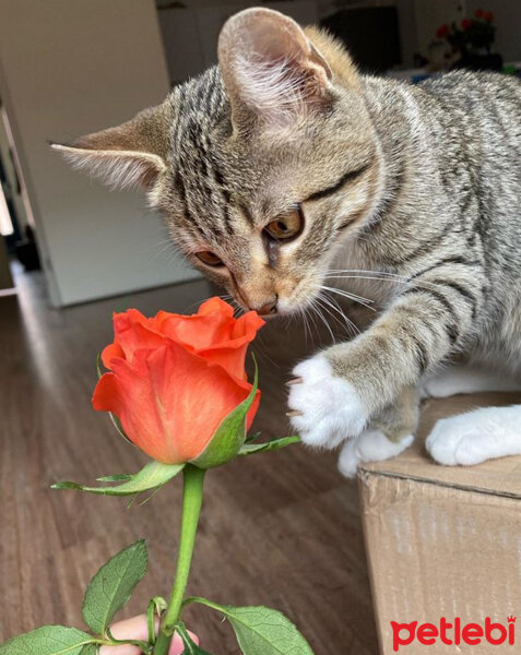 Tekir Kedi, Kedi  Salem ♥️ Salep fotoğrafı