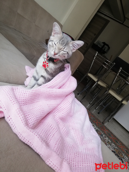 Tekir Kedi, Kedi  Gece fotoğrafı