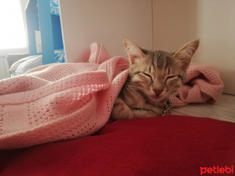 Tekir Kedi, Kedi  Gece fotoğrafı