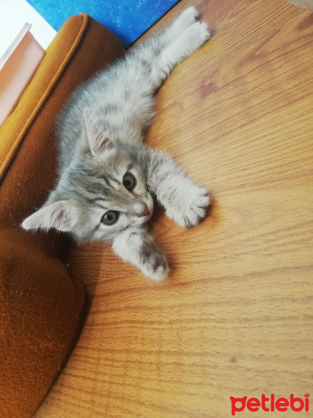 Tekir Kedi, Kedi  Gece fotoğrafı