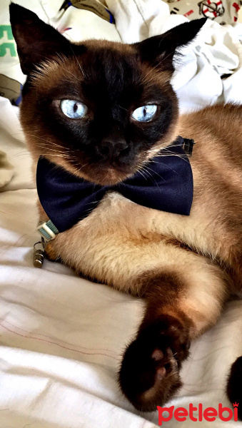 Siyam Kedisi, Kedi  mavi fotoğrafı