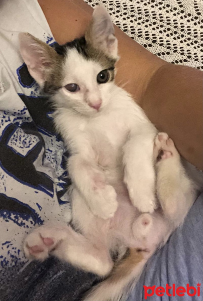 Tekir Kedi, Kedi  Kılçık fotoğrafı