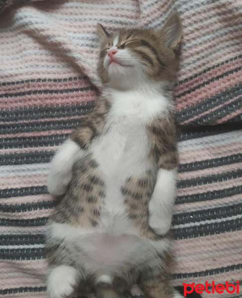 Tekir Kedi, Kedi  Dido fotoğrafı