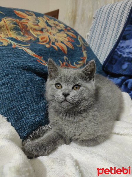 British Shorthair, Kedi  Adı yok fotoğrafı