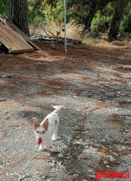 Jack Russell Terrier, Köpek  Şana fotoğrafı