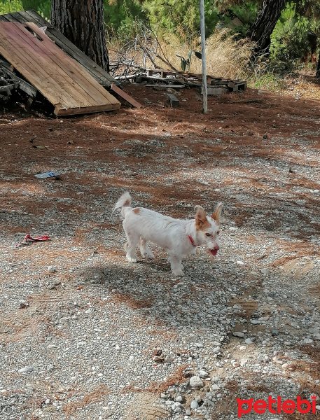 Jack Russell Terrier, Köpek  Şana fotoğrafı