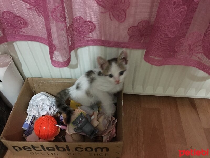 Tekir Kedi, Kedi  Pasaklı fotoğrafı