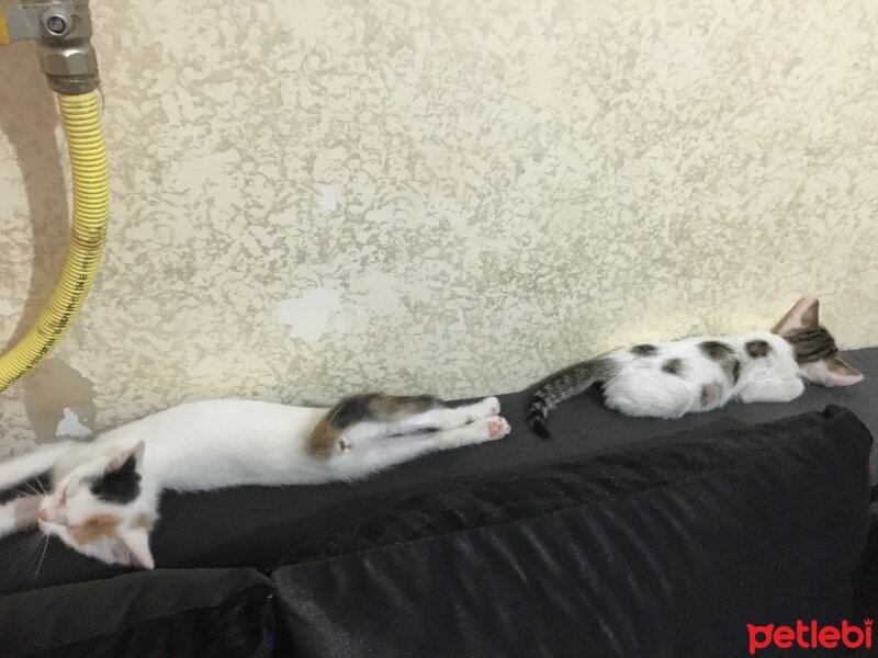 Tekir Kedi, Kedi  Pasaklı fotoğrafı