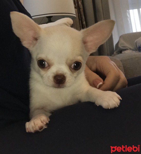 Chihuahua, Köpek  Latte fotoğrafı
