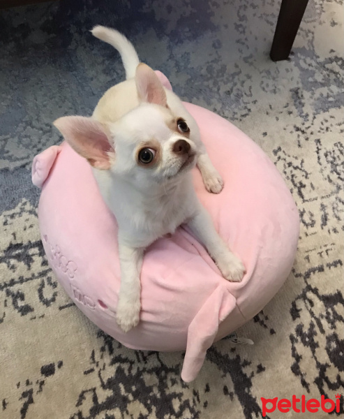 Chihuahua, Köpek  Latte fotoğrafı