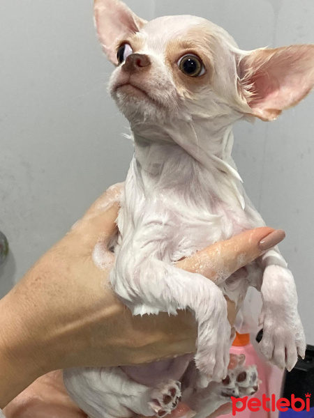 Chihuahua, Köpek  Latte fotoğrafı