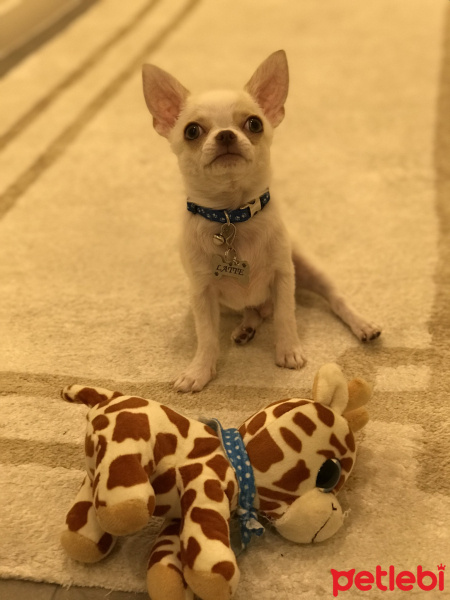Chihuahua, Köpek  Latte fotoğrafı