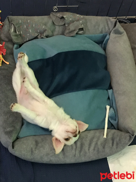 Chihuahua, Köpek  Latte fotoğrafı